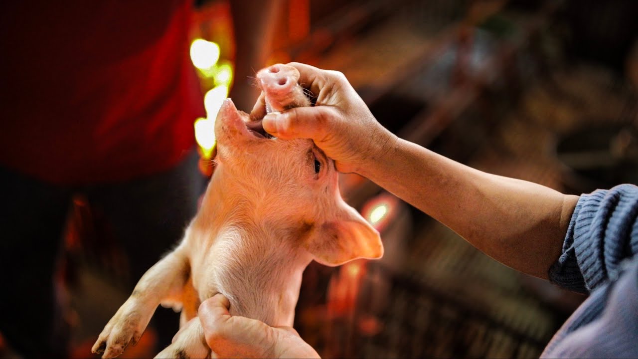 Dịch bệnh tiêu chảy cấp trên lợn con (PED) và cách phòng trị