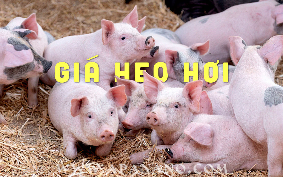 Giá lợn hơi ngày 14/9/2021: Lợn hơi đạt 60.000 đồng/kg người nuôi mới có lãi?