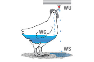 Chăn nuôi gia cầm, đừng nhầm lẫn giữa lượng nước đã sử dụng và lượng nước tiêu thụ (Phần 1/2)