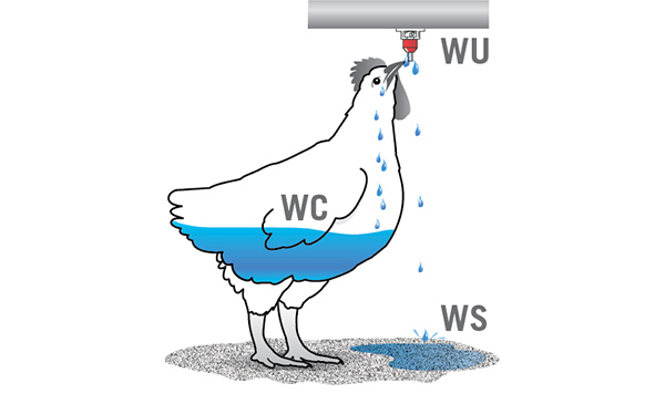 Chăn nuôi gia cầm, đừng nhầm lẫn giữa lượng nước đã sử dụng và lượng nước tiêu thụ (Phần 1/2)