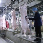 Giá lợn hơi tiếp tục giảm, có nơi dưới 40.000 đồng/kg – 08/10/2021