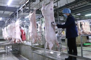 Giá lợn hơi tiếp tục giảm, có nơi dưới 40.000 đồng/kg – 08/10/2021
