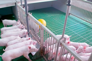 Bộ NN&PTNT khuyến cáo một số biện pháp an toàn sinh học để phòng, chống Dịch tả lợn châu Phi