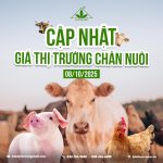 CẬP NHẬT GIÁ CHĂN NUÔI NGÀY 08/10/2025