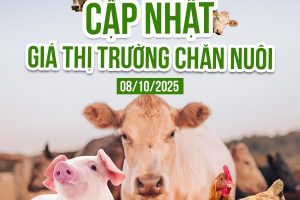 CẬP NHẬT GIÁ CHĂN NUÔI NGÀY 08/10/2025
