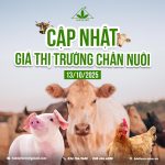 CẬP NHẬT GIÁ CHĂN NUÔI NGÀY 13/10/2025