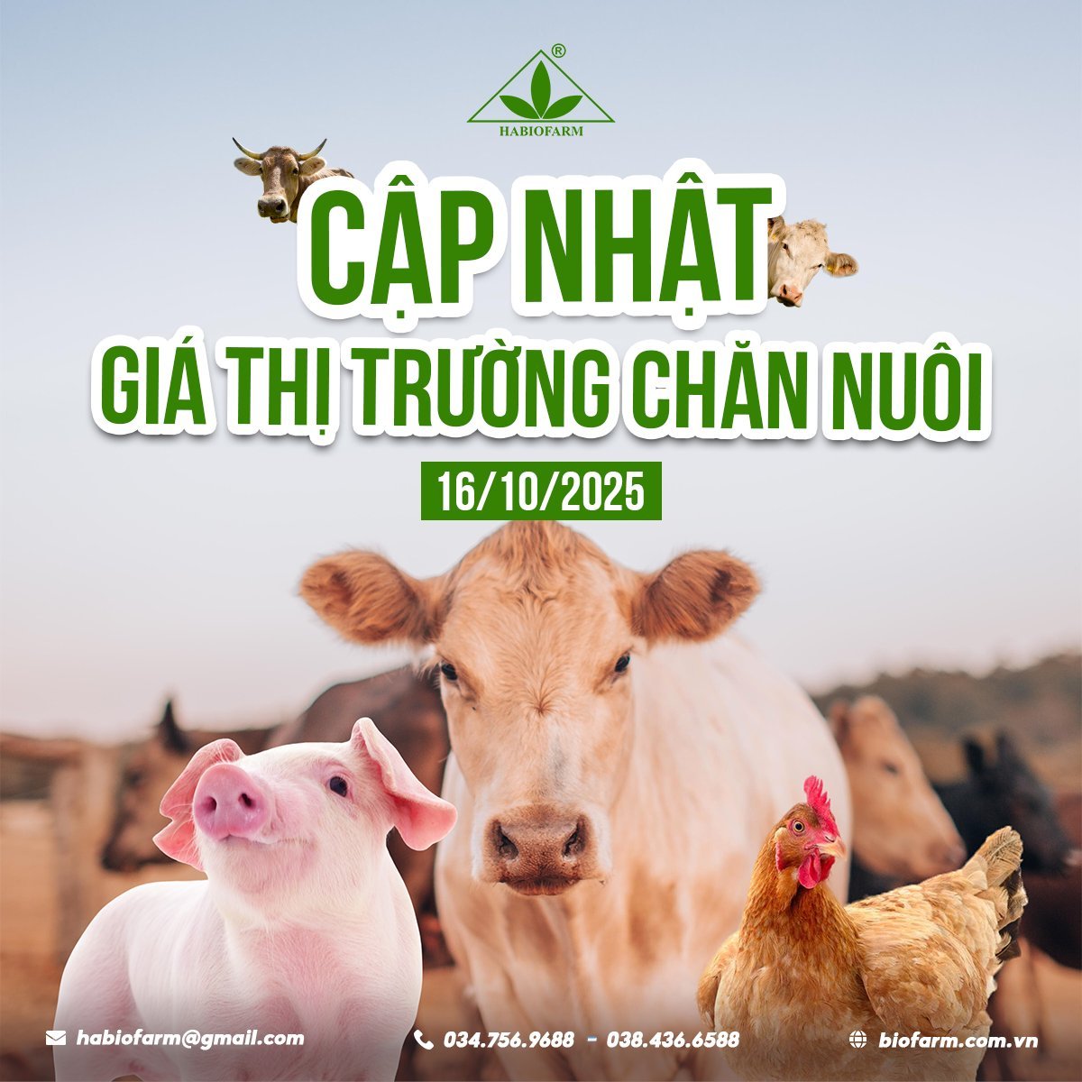 CẬP NHẬT GIÁ CHĂN NUÔI NGÀY 16/10/2025