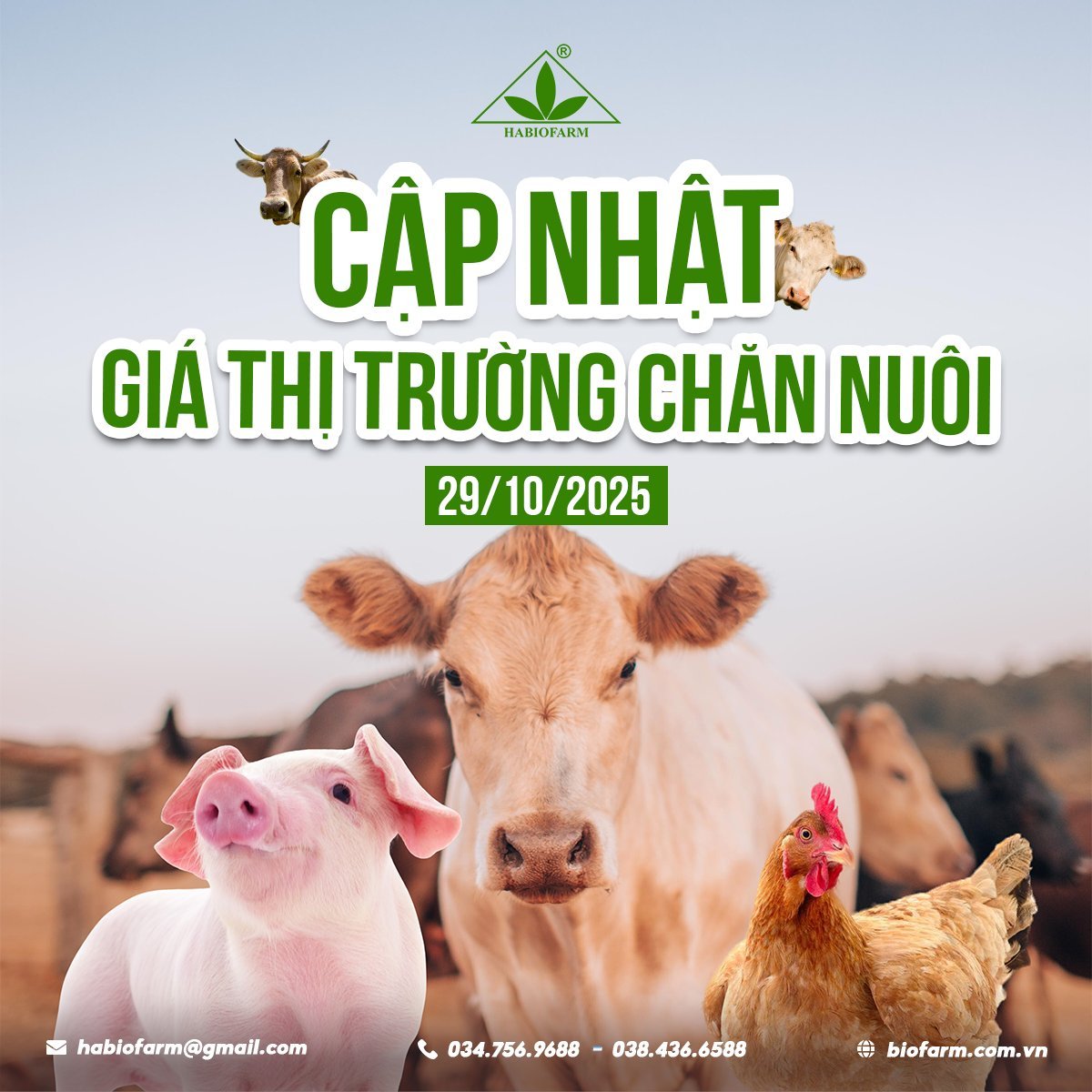 CẬP NHẬT GIÁ CHĂN NUÔI NGÀY 29/10/2025