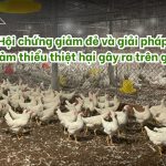 Hội chứng giảm đẻ và giải pháp giảm thiểu thiệt hại gây ra trên gà từ HABIOFARM.