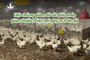 Hội chứng giảm đẻ và giải pháp giảm thiểu thiệt hại gây ra trên gà từ HABIOFARM.