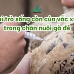 Tăng quy mô chăn nuôi – Tăng rủi ro dịch bệnh: Vai trò sống còn của vắc xin trong chăn nuôi gà đẻ