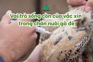 Tăng quy mô chăn nuôi – Tăng rủi ro dịch bệnh: Vai trò sống còn của vắc xin trong chăn nuôi gà đẻ